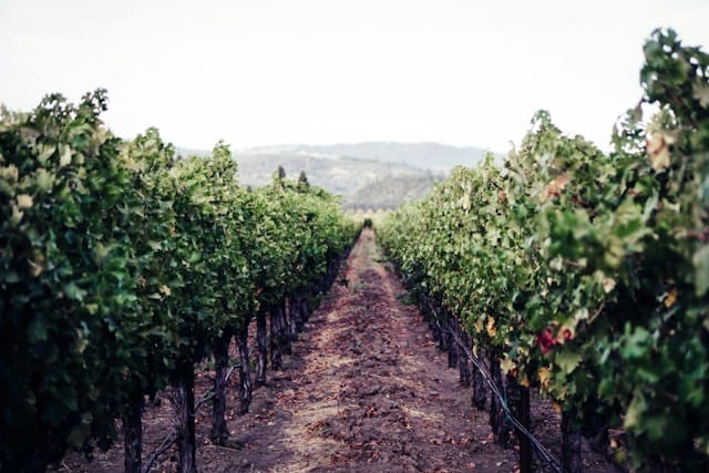 Napa Valley Wine Tours in Luxury Limousine